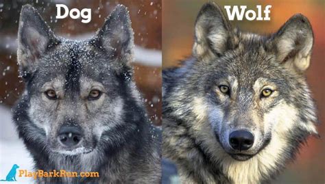 14 Dog Breeds That Look Like Wolves