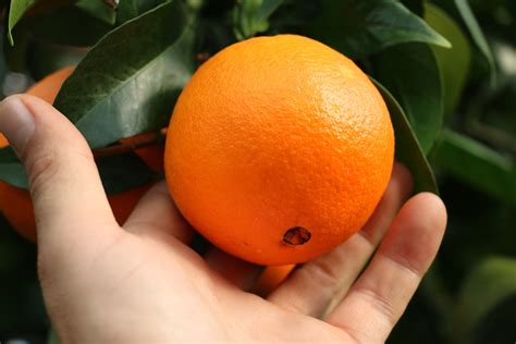 Versand gratis - Navel-Orange 'Navelina' kaufen: Eigene LUBERA® Züchtung