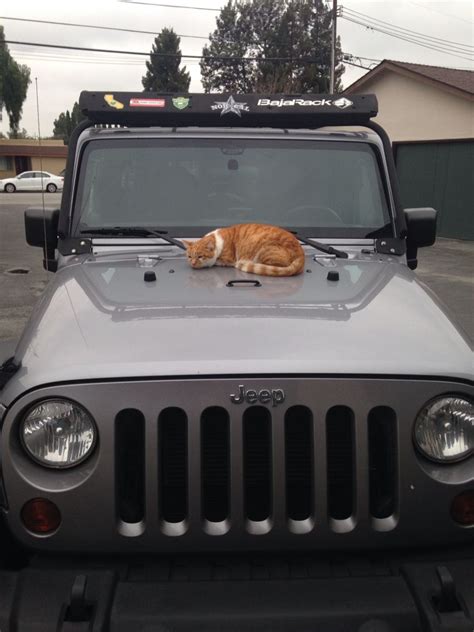 A Catoh Wait Thats Our Cat Mo Loves His Jeep Jeeps Love Him Suv