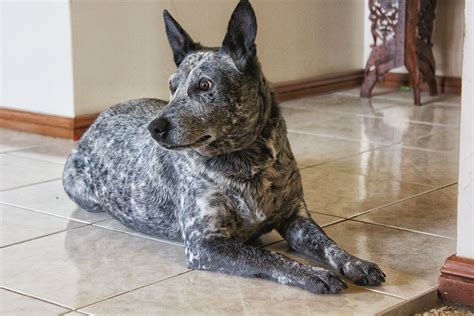 Oct 15, 2019 · how to get dog smell out of the carpet method 1 of 3: How To Remove Dog Pee Stains & Urine Odor From Everything ...
