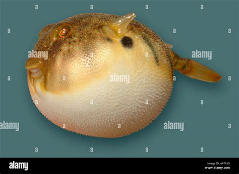 A Small Common Blowfish Or Puffer Fish In Its Defensive Posture Stock