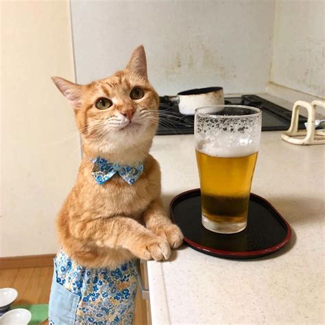 Cute Kitty Serving Beer 😃 Baby Animals Funny Animals Cute Animals