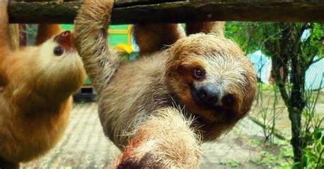 Sloths Cant Get Fat And 5 Other Unusual Facts About Them The Dodo