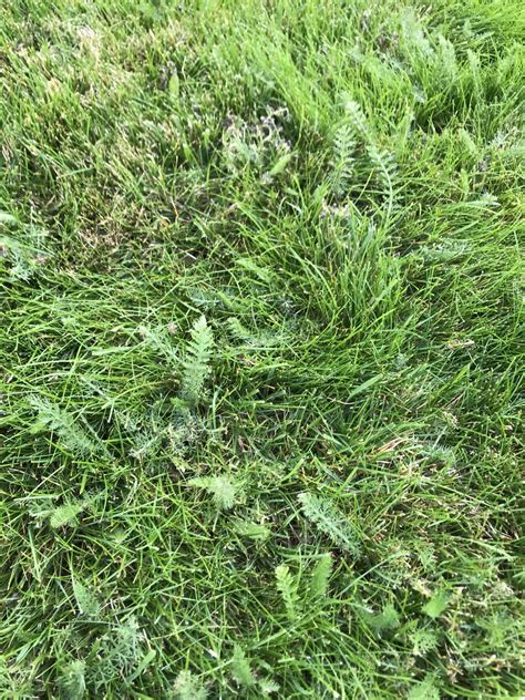 Fern Looking Weed In Lawn Lawnsite™ Is The Largest And Most Active