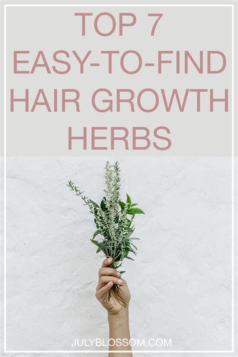 Top 7 Effective Herbs For Hair Growth ♡ July Blossom