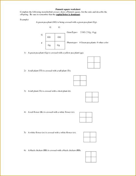 Dihybrid Punnett Square Worksheet Malcolm Bolton My Xxx Hot Girl