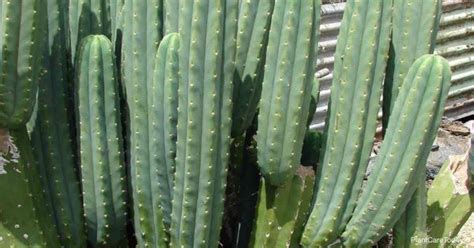 The san pedro cactus, trichocereus pachanoi (syn; San Pedro Cactus Care: Tips On Growing The Trichocereus ...