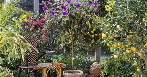 Wie sie gurken richtig pflanzen, erklärt diese anleitung. Duftpflanzen für den Wintergarten - Mein schöner Garten