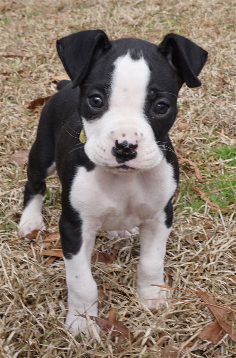 Don't miss what's happening in your neighborhood. Boxer Puppies For Sale In Pa - petfinder