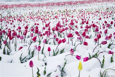 Beautiful Photos Of Thousands Of Tulips Under Snow Tulips Snow Snow
