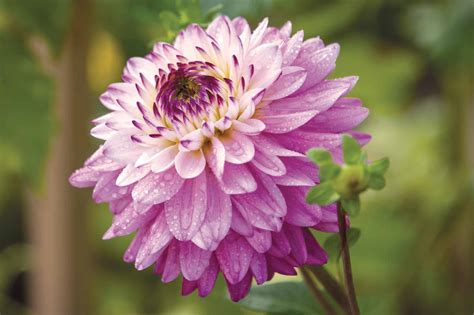 Dahlia Dinnerplate Lavender Perfection Degroot