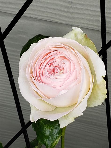 One Perfect Eden Rose Roses