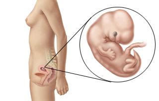 Läs om allt om att vara gravid i vecka 13 här! fertilitetsresa.blogg.se - Jag och min man var ofrivilligt ...