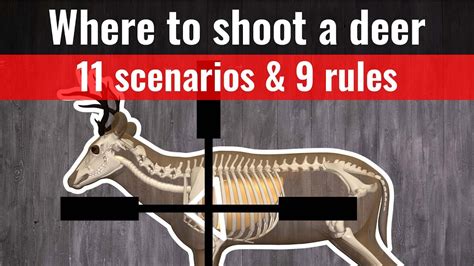 Where To Shoot A Deer Shot Placement Charts Where To Aim Youtube