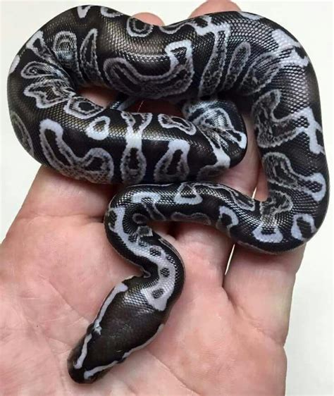 Gorgeous Ball Python Morph Snake Pet Snake Ball Python