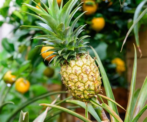 How Do Pineapples Grow Exactly Tips To Germinate The Tropical Fruit