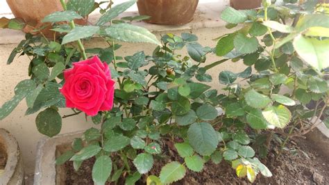 Rose Flower Plant In Hindi Best Flower Site