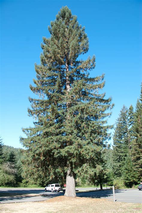 Sitka Spruce Picea Sitchensis In 2020 Sitka Spruce Spruce Tree Tree
