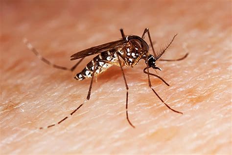 Die klimaerwärmung begünstigt ihre vermehrung. Die Zika-Virus Erkrankung | Expat Aktuell