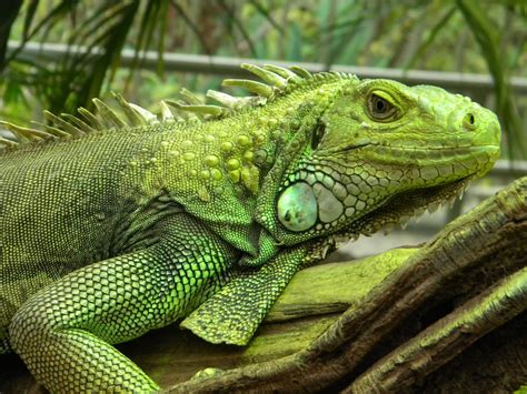 Best Pets Blog Your Iguana Cage What To Consider