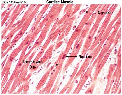 Muscle Cell Anatomy Labeled