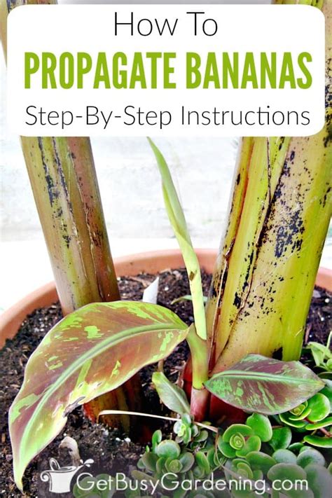How To Propagate Banana Plants Get Busy Gardening