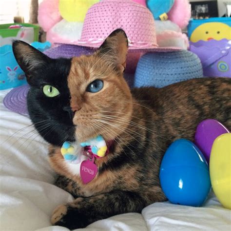 Meet Venus The “two Faced” Cat That Has Stunned The World