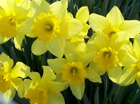 Daffodils Wallpapers Wallpaper Cave