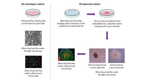 Novel 3d Model Provides New Insight Into How Our Bodys Stem Cells