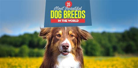 35 Most Beautiful Dog Breeds In The World