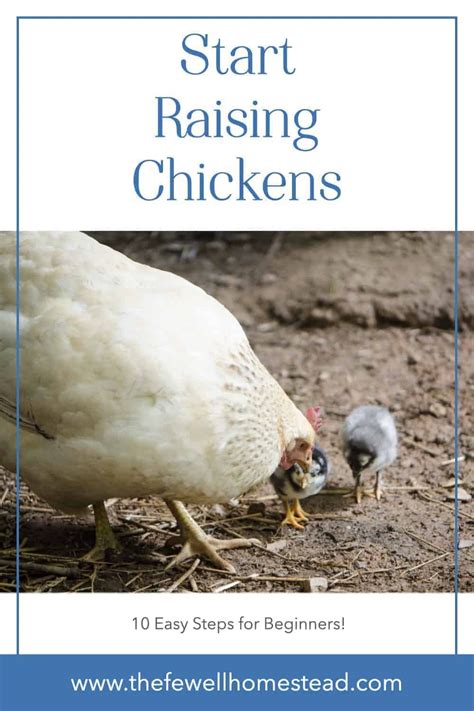 10 Easy Steps To Start Raising Chickens Amy K Fewell