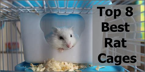 Top 8 Best Rat Cages In The Market For All Budgets