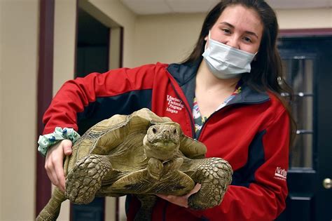 Northeast Veterinary Tech Program Acquires Tortoise Two Boxed Turtles