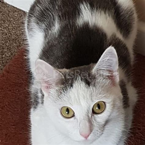 Lost Cat White And Grey Cat Called Miffy Downham Market Area
