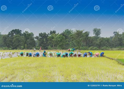 Indian Rural Women Farming Paddy Editorial Photo
