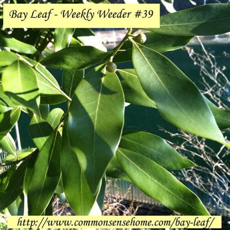 Bay Leaf—weekly Weeder 39 Common Sense Homesteading