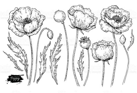 Poppy Flower Vector Drawing Set Isolated Wild Plant And Leaves