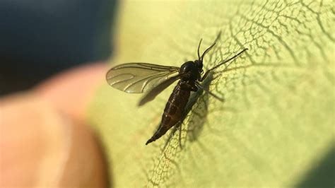 Fungus Gnats Nebraska Extension In Lancaster County