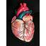 Advanced Giant Anatomical Human Heart Model  Medical Anatomy EBay
