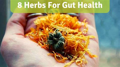 8 Herbs For Gut Health Your Path To Better Digestion