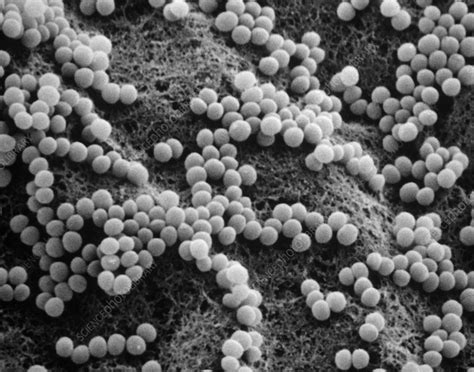 Sem Of Staphylococcus Aureus Bacteria Stock Image B2340177