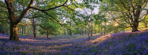 Trossachs Scotland Forest Trees Meadow Flowers Panorama