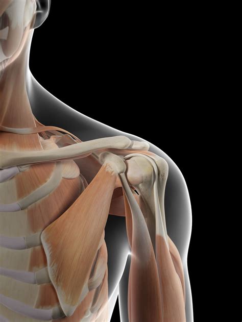 Anatomy Of The Human Shoulder Joint Images And Photos Finder
