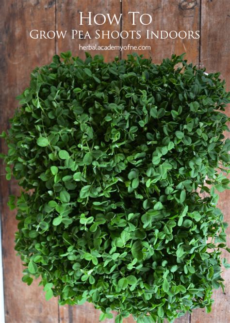 How To Grow Pea Shoots Indoors Fresh Greens Year Round