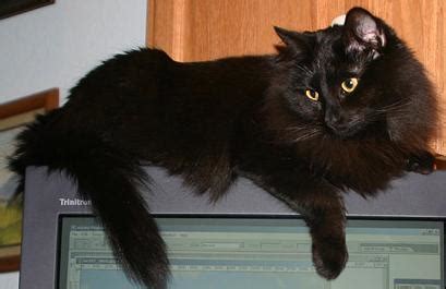 Pretty black long haired cat. MISSING: Longhair black cat - OrangeCountyFL Forums