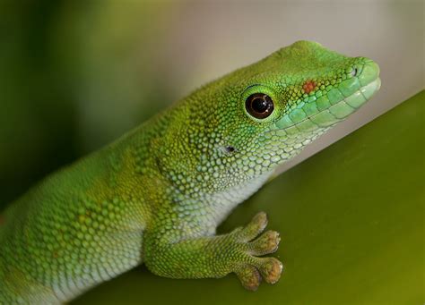 Free Images Wildlife Fauna Green Lizard Gecko Close Up