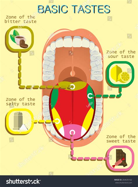 Anatomy Of The Human Tongue Basic Tastes Stock Vector Illustration
