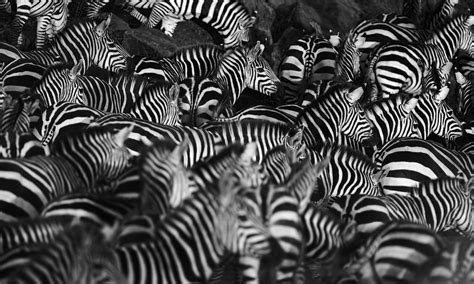 How The Zebra Got Its Stripes With Alan Turing