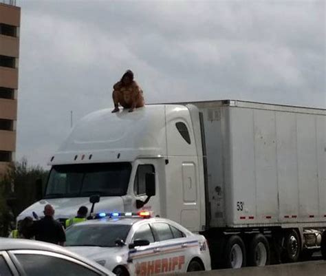 Naked Woman Brings Traffic To Standstill For Two Hours As She Dances On