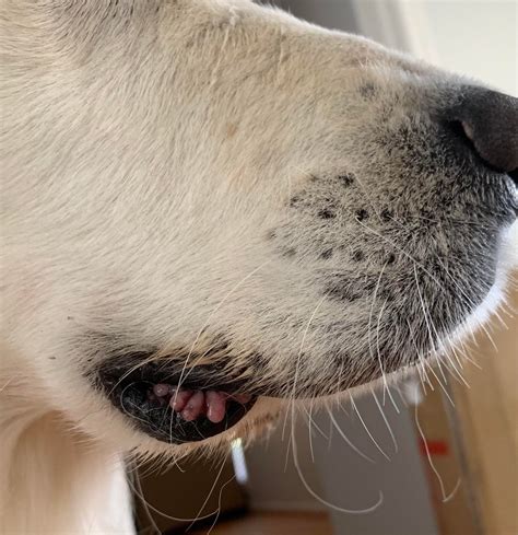 Pictures Of Lumps On Dogs Lips